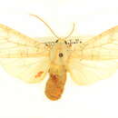 صورة Halysidota meridionalis Rothschild 1909