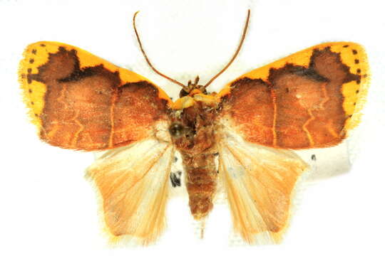 Image of Chandica quadripennis Moore 1888