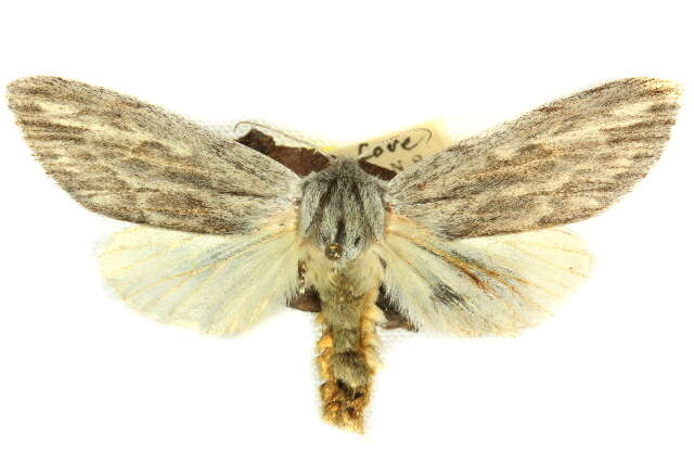 <i>Acronicta lanceolaria</i> (Grt.) resmi