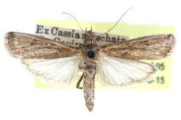 Image of Ectomyelois zeteki