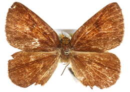 Image of Calliduloidea
