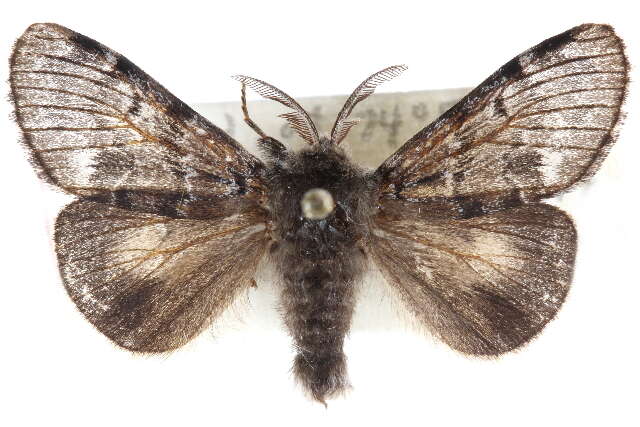 Image of Ross' Tussock Moth