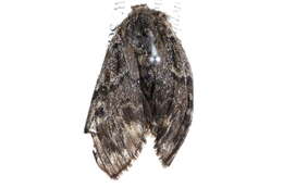 Image of Ross' Tussock Moth