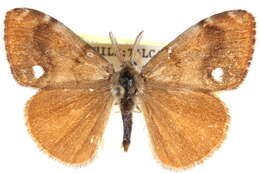 Слика од Orgyia antiqua Linnaeus 1758