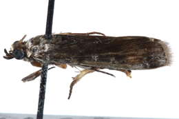 Image of <i>Ectomyelois muriscis</i>