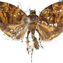 Image of Choreutis trigoides