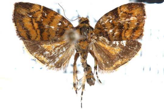 Image of Choreutis trigoides