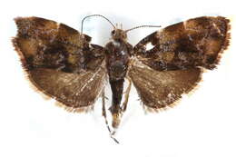 Image of Choreutis