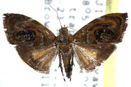 Image of Choreutis