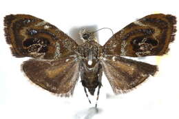 Image of Choreutis