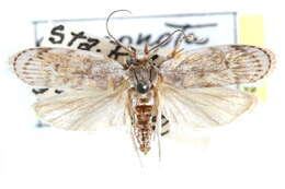 Image of Cerconota anonella Sepp 1830