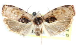 Image of Cerconota palliata Walsingham 1913