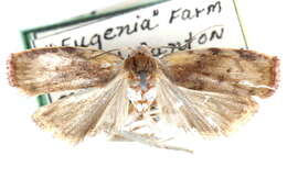 Image of Cerconota palliata Walsingham 1913