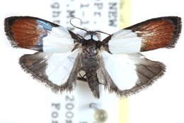 Image of Neoscaptia albicollis Rothschild 1912