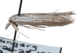 Image of Brown-winged knapweed root moth