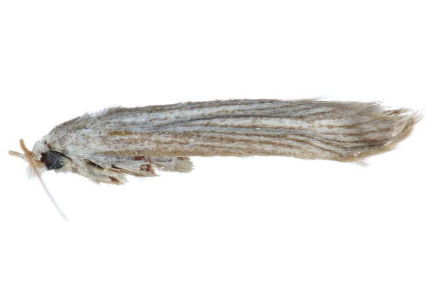 Image of Brown-winged knapweed root moth