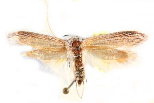 Image of Brown-winged knapweed root moth