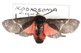 Image of Kodiosoma fulva Stretch 1872