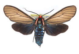 Image of Brown Ctenucha