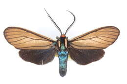 Image of Brown Ctenucha