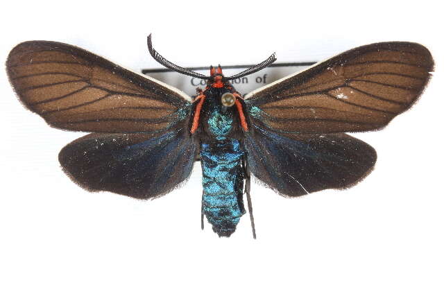 Image of Ctenucha multifaria Walker 1854