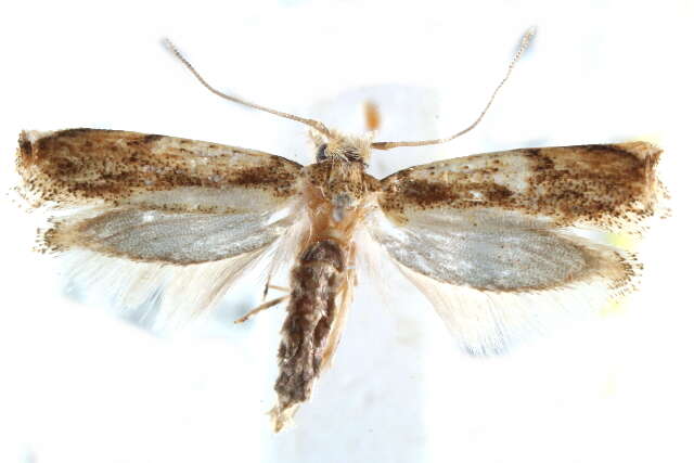 Image of Caribbean Scavenger Moth