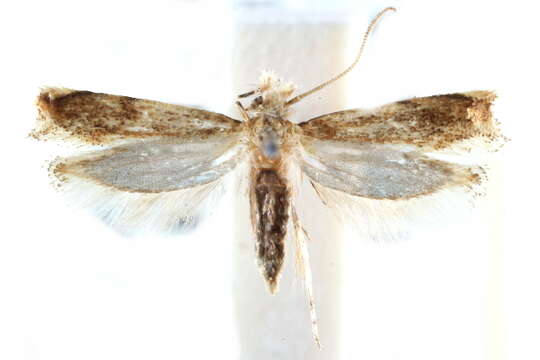 Image of Caribbean Scavenger Moth