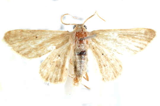 Image of Idaea minuta Schaus 1901