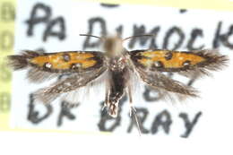 Sivun <i>Chrysoclista linneella</i> kuva