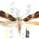 Image of Asymphorodes valligera Meyrick 1929