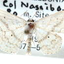Image of Scopula undilinea Warren 1900