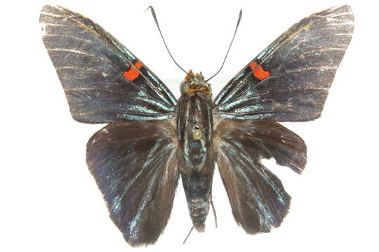 صورة Phocides polybius Fabricius 1793