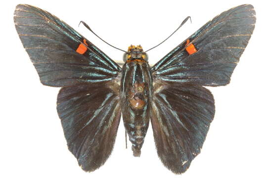 صورة Phocides polybius Fabricius 1793