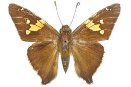 Image of Zestos Skipper