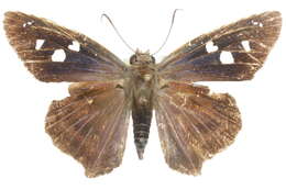 Image of Hammock Skipper