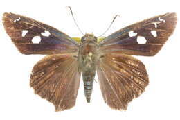 Image of Hammock Skipper