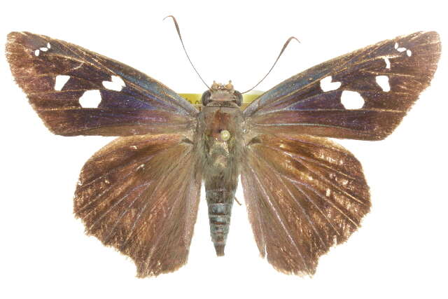 Image of Hammock Skipper