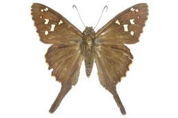 Image of Dorantes Longtail