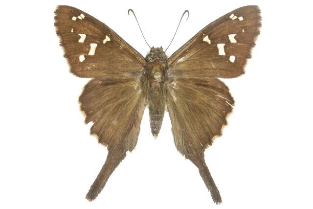 Image of Dorantes Longtail