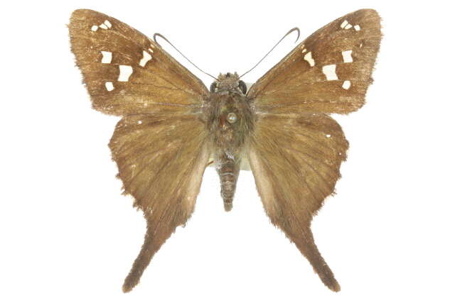 Image of Dorantes Longtail