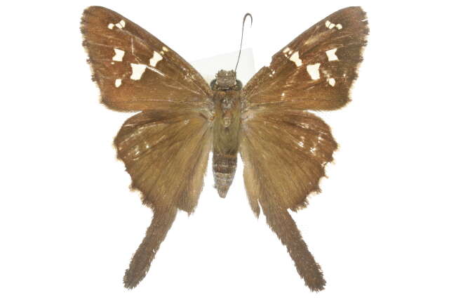 Image of Dorantes Longtail