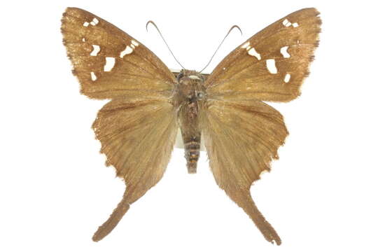 Image of Dorantes Longtail