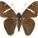 Image of Chisos Banded Skipper