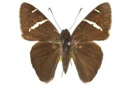 Image of Chisos Banded Skipper