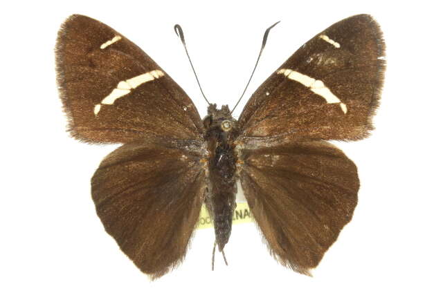 Image of Chisos Banded Skipper