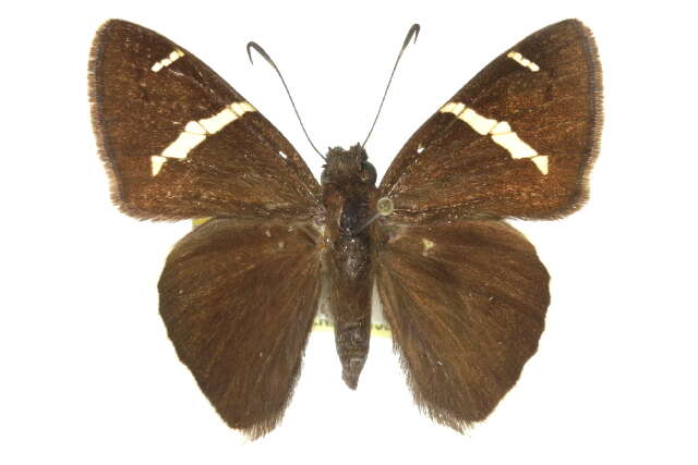 Image of Chisos Banded Skipper