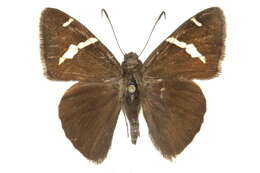 Image of Chisos Banded Skipper