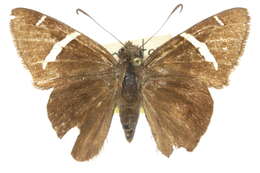 Image of Chisos Banded Skipper