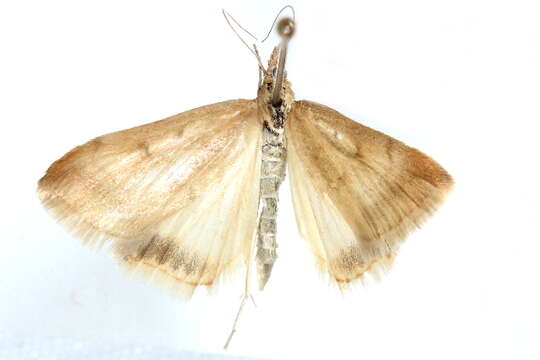 Image of Sociable Pyrausta Moth