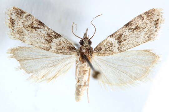 Image of Scoparia
